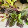 Coleus Live Plant in Pot - Exotic Foliage - Potted Houseplant - Image 1