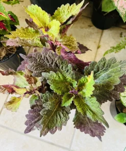 Coleus Live Plant in Pot - Exotic Foliage - Potted Houseplant - Image 1