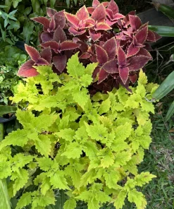Coleus Live Plant in Pot - Vibrant Ornamental Foliage Houseplant - Image 2