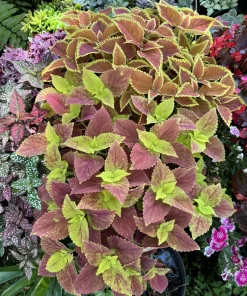 Coleus Live Plant in Pot - Vibrant Ornamental Foliage Houseplant - Image 2