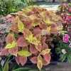 Coleus Live Plant in Pot - Vibrant Ornamental Foliage Houseplant - Image 1