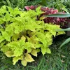 Coleus Live Plant in Pot - Vibrant Ornamental Foliage Houseplant - Image 1