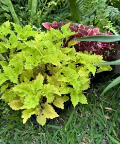 Coleus Live Plant in Pot - Vibrant Ornamental Foliage Houseplant - Image 1