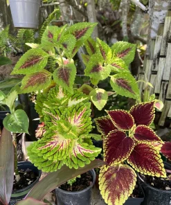 Coleus Live Plant - Medium Potted Plant for Vibrant Foliage - Image 2