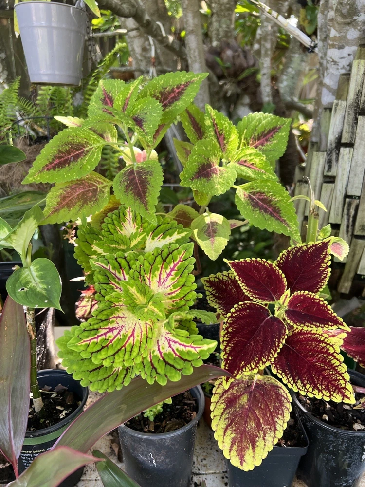 Coleus Live Plant - Medium Potted Plant for Vibrant Foliage - Image 2