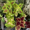 Coleus Live Plant - Medium Potted Plant for Vibrant Foliage - Image 1