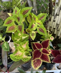Coleus Live Plant - Medium Potted Plant for Vibrant Foliage - Image 1
