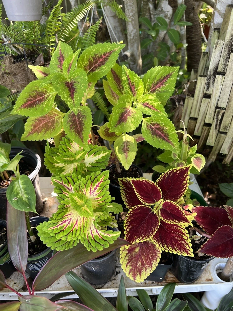 Coleus Live Plant - Medium Potted Plant for Vibrant Foliage - Image 1