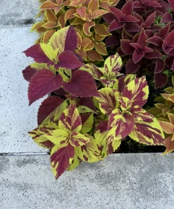 Coleus Live Plant – Potted Houseplant – Choose Your Favorite Variety - Image 1