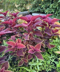Coleus Live Plant – Potted Houseplant – Choose Your Favorite Variety - Image 6