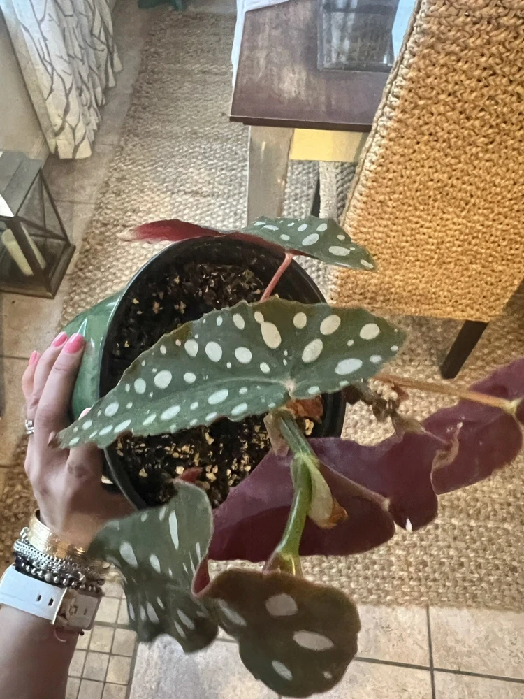 Coleus Live Plant – Potted Houseplant – Medium Size – Indoor Foliage - Image 10