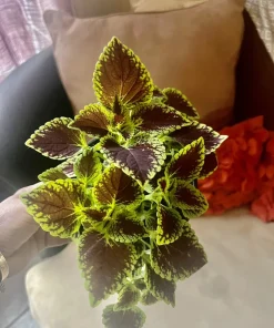 Coleus Live Plant – Potted Houseplant – Medium Size – Indoor Foliage - Image 12