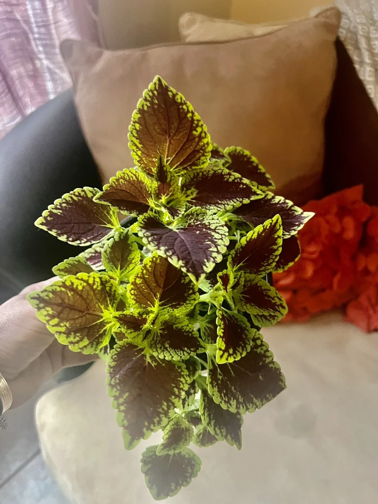 Coleus Live Plant – Potted Houseplant – Medium Size – Indoor Foliage - Image 12