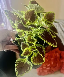Coleus Live Plant – Potted Houseplant – Medium Size – Indoor Foliage - Image 13