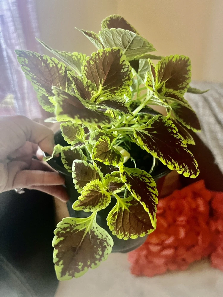 Coleus Live Plant – Potted Houseplant – Medium Size – Indoor Foliage - Image 13