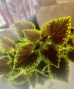 Coleus Live Plant – Potted Houseplant – Medium Size – Indoor Foliage - Image 14