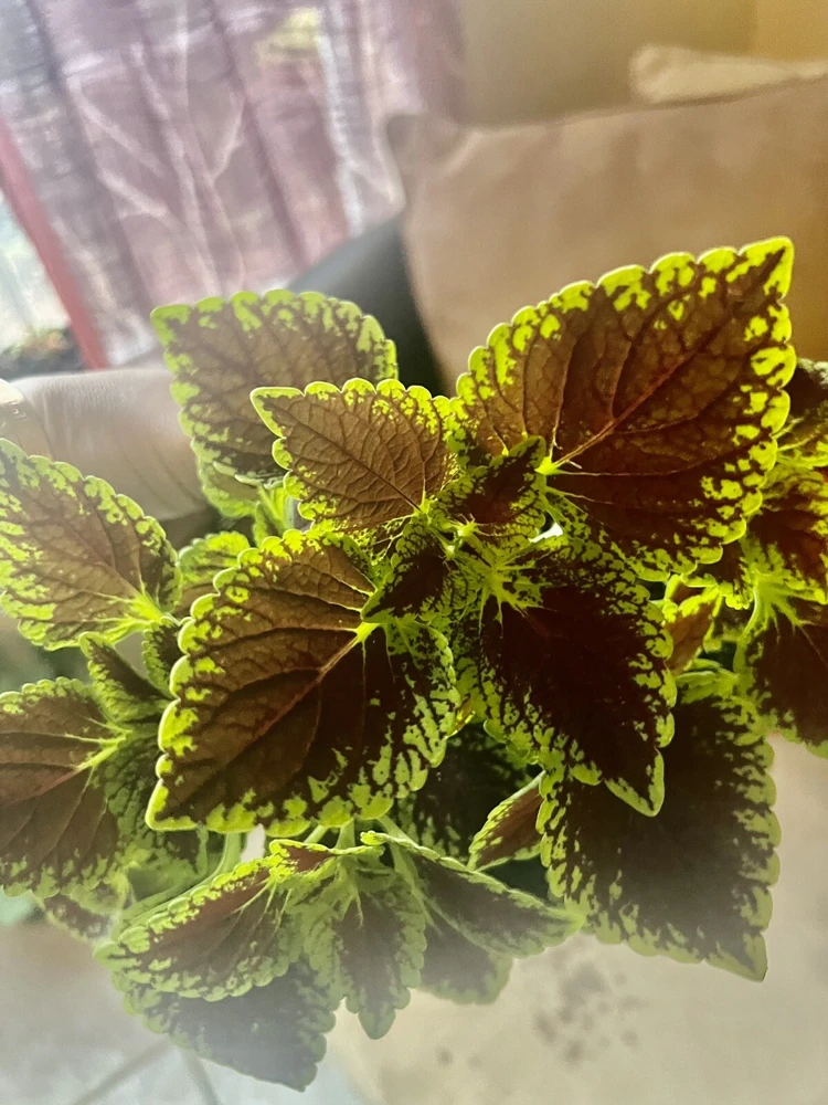 Coleus Live Plant – Potted Houseplant – Medium Size – Indoor Foliage - Image 14