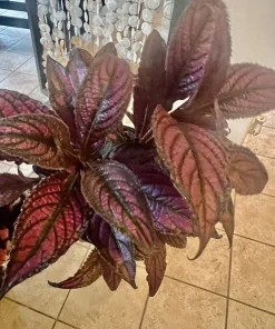 Coleus Live Plant – Potted Houseplant – Medium Size – Indoor Foliage - Image 15