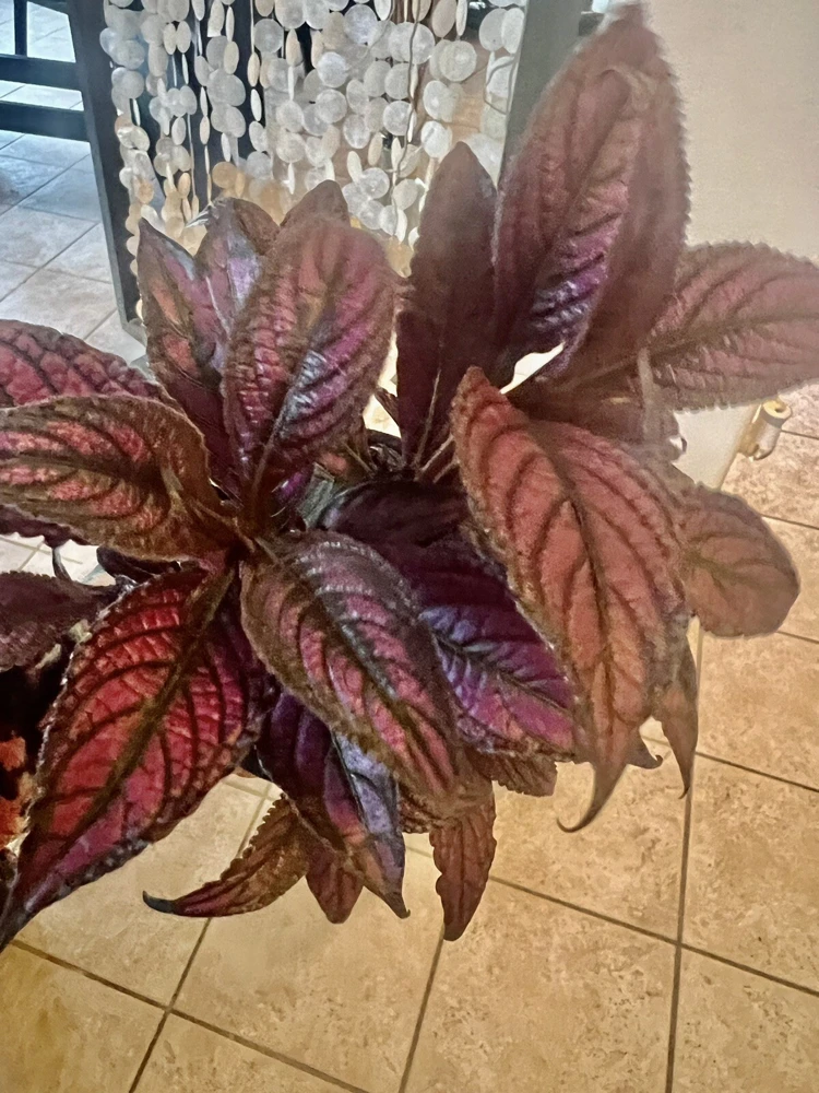 Coleus Live Plant – Potted Houseplant – Medium Size – Indoor Foliage - Image 15