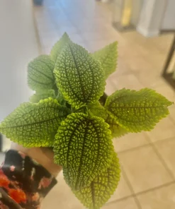 Coleus Live Plant – Potted Houseplant – Medium Size – Indoor Foliage - Image 16