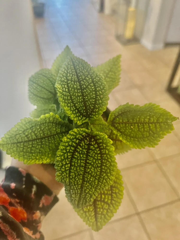 Coleus Live Plant – Potted Houseplant – Medium Size – Indoor Foliage - Image 16