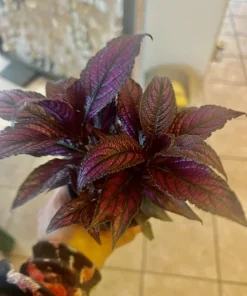 Coleus Live Plant – Potted Houseplant – Medium Size – Indoor Foliage - Image 19