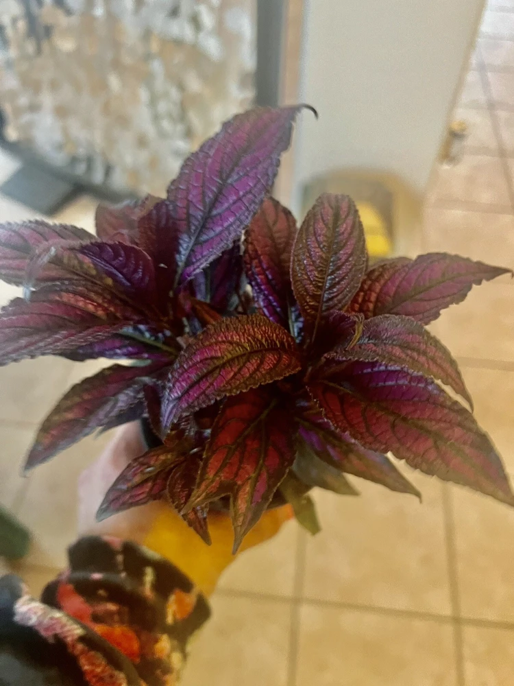 Coleus Live Plant – Potted Houseplant – Medium Size – Indoor Foliage - Image 19