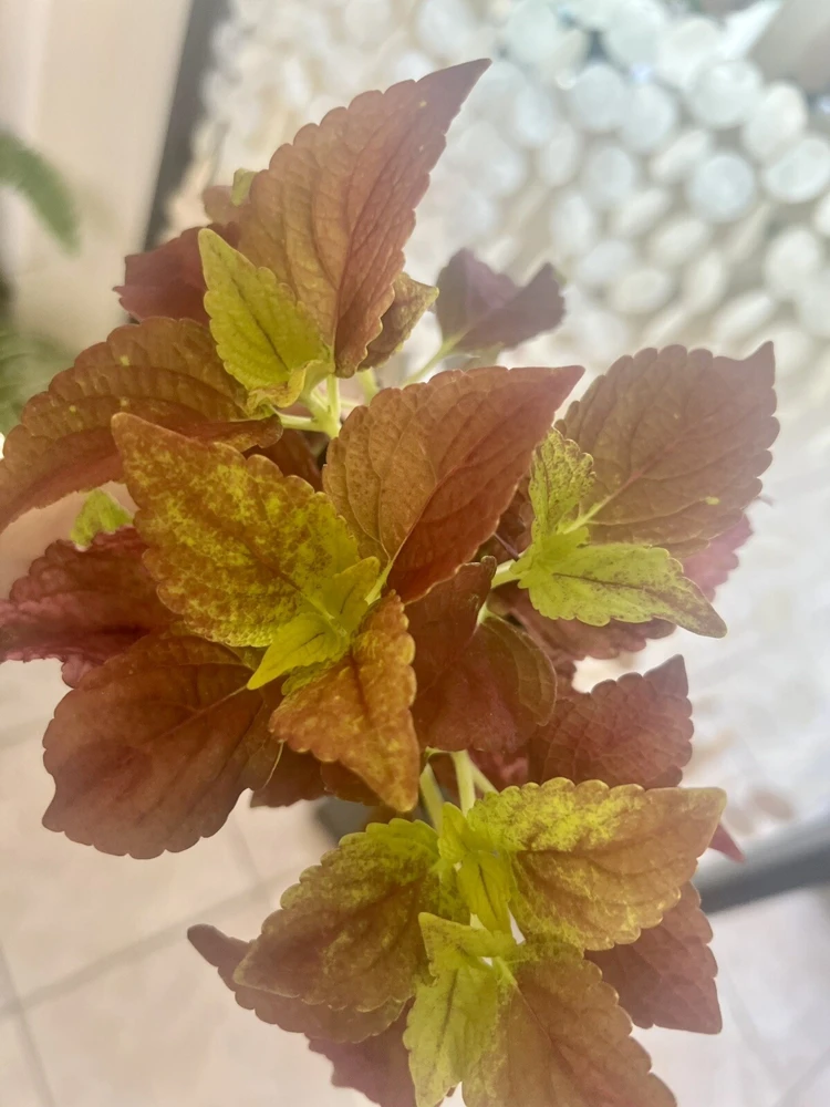 Coleus Live Plant – Potted Houseplant – Medium Size – Indoor Foliage - Image 2