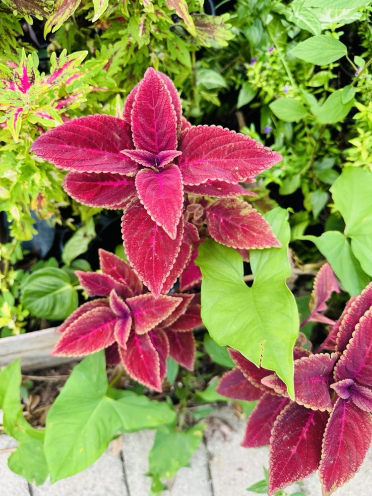 Coleus Live Plant – Potted Houseplant – Medium Size – Indoor Foliage - Image 20
