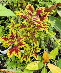 Coleus Live Plant – Potted Houseplant – Medium Size – Indoor Foliage - Image 21