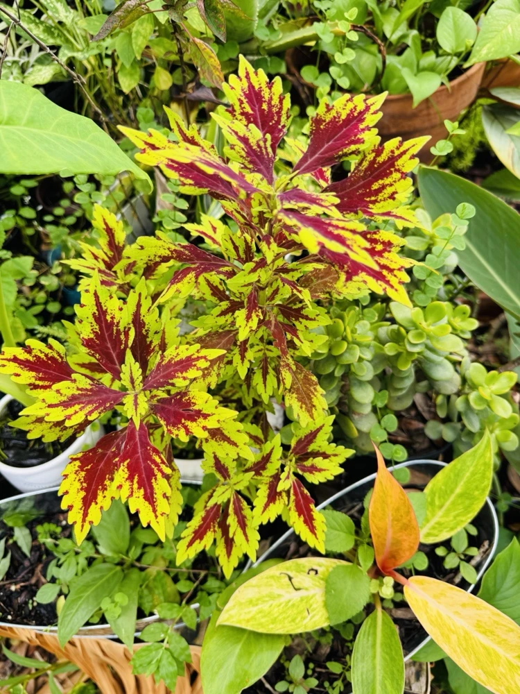 Coleus Live Plant – Potted Houseplant – Medium Size – Indoor Foliage - Image 21