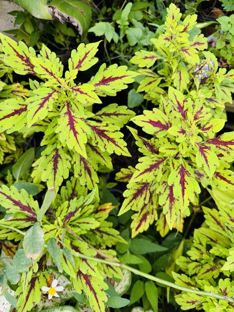 Coleus Live Plant – Potted Houseplant – Medium Size – Indoor Foliage - Image 22