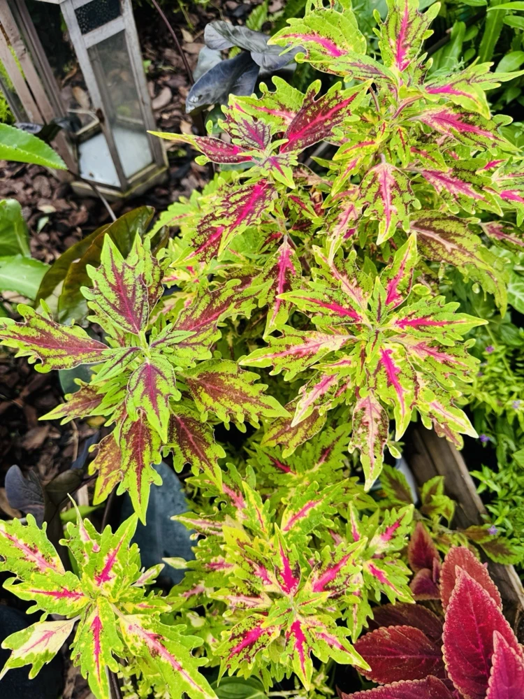 Coleus Live Plant – Potted Houseplant – Medium Size – Indoor Foliage - Image 23