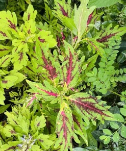 Coleus Live Plant – Potted Houseplant – Medium Size – Indoor Foliage - Image 24