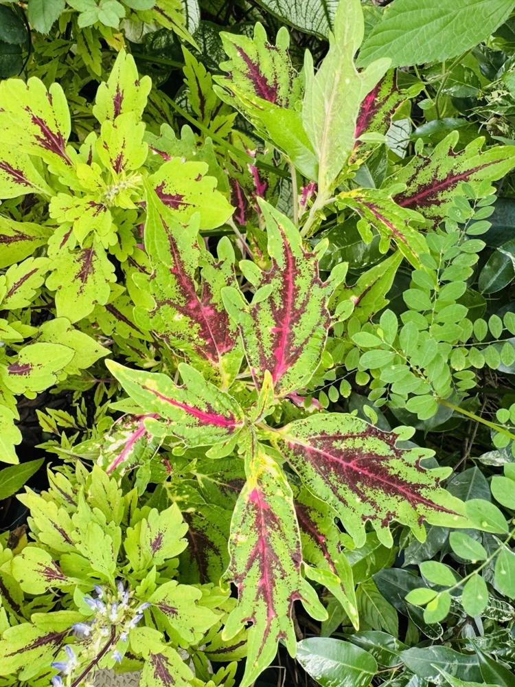 Coleus Live Plant – Potted Houseplant – Medium Size – Indoor Foliage - Image 24