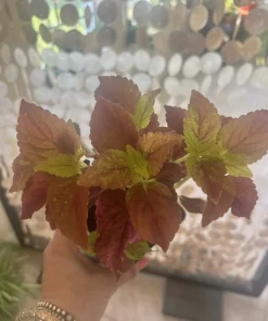 Coleus Live Plant – Potted Houseplant – Medium Size – Indoor Foliage - Image 3