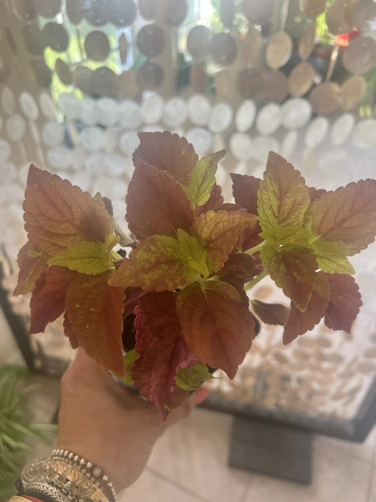 Coleus Live Plant – Potted Houseplant – Medium Size – Indoor Foliage - Image 3