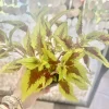 Coleus Live Plant – Potted Houseplant – Medium Size – Indoor Foliage - Image 1