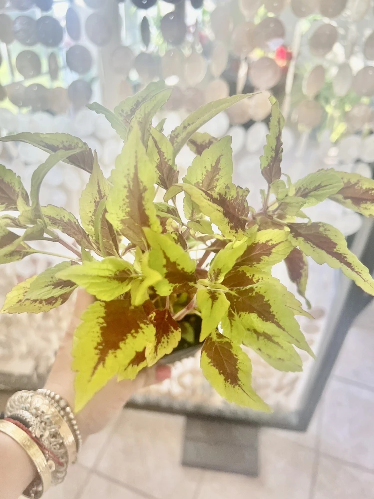 Coleus Live Plant – Potted Houseplant – Medium Size – Indoor Foliage - Image 1