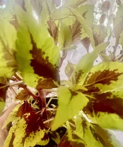 Coleus Live Plant – Potted Houseplant – Medium Size – Indoor Foliage - Image 4