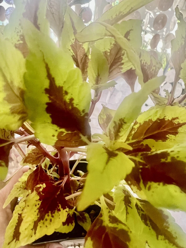 Coleus Live Plant – Potted Houseplant – Medium Size – Indoor Foliage - Image 4