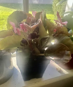 Coleus Live Plant – Potted Houseplant – Medium Size – Indoor Foliage - Image 6