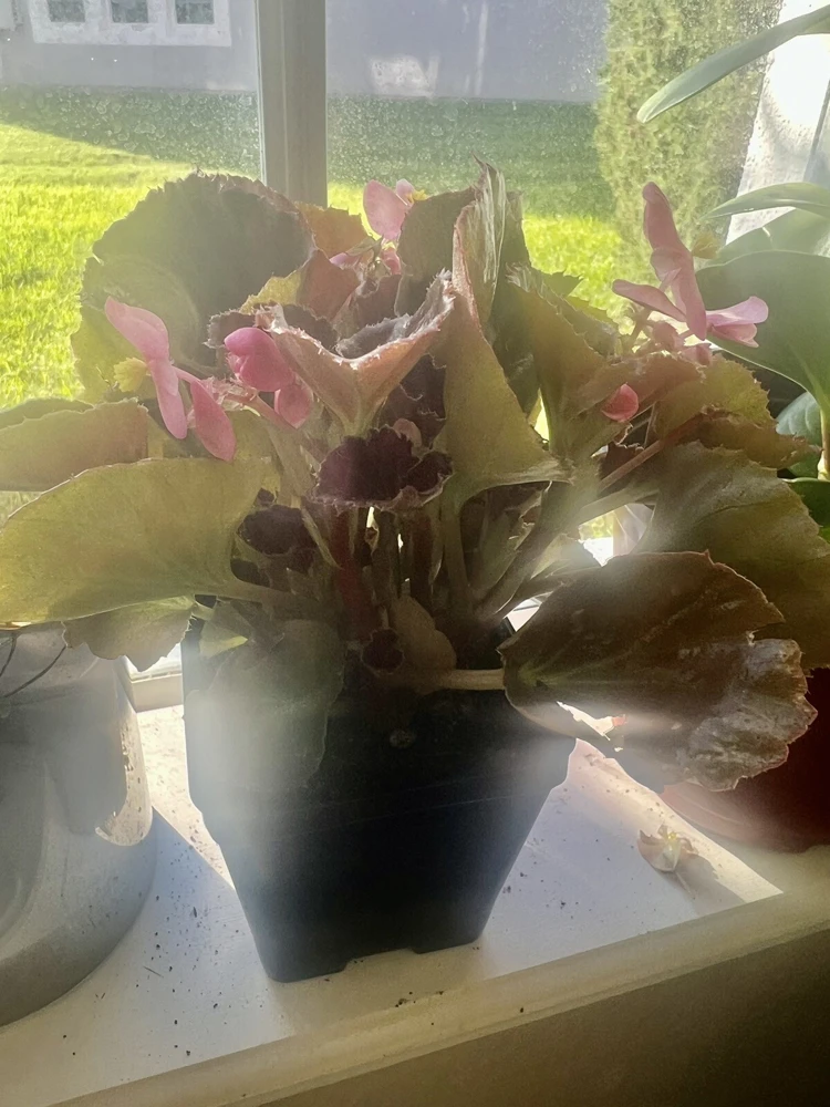 Coleus Live Plant – Potted Houseplant – Medium Size – Indoor Foliage - Image 6