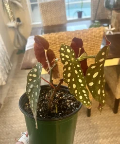 Coleus Live Plant – Potted Houseplant – Medium Size – Indoor Foliage - Image 7