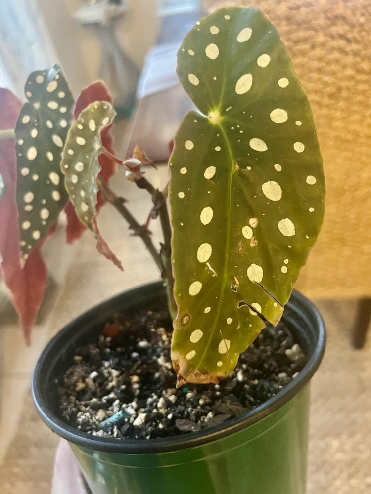 Coleus Live Plant – Potted Houseplant – Medium Size – Indoor Foliage - Image 8