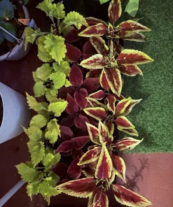 Coleus Live Plant - Potted Vibrant Foliage - Choose Your Color - Image 2