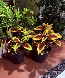 Coleus Live Plant - Potted Vibrant Foliage - Choose Your Color - Image 3