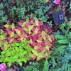 Coleus Live Plant - Potted Vibrant Foliage - Choose Your Color - Image 1