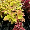 Coleus Live Plant Variety - Choose Your Favorite, Vibrant Foliage Houseplant - Image 1