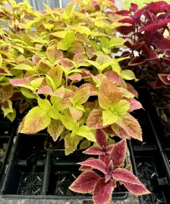 Coleus Live Plant Variety - Choose Your Favorite, Vibrant Foliage Houseplant - Image 1